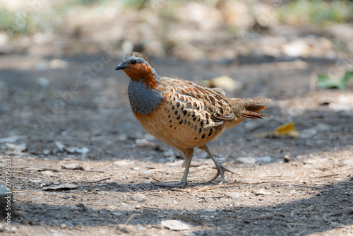 Obraz na płótnie 丸いフォルムがかわいい身近な野鳥コジュケイ。愛らしい動物コラムや日常のいやし広告に最適な写真素材