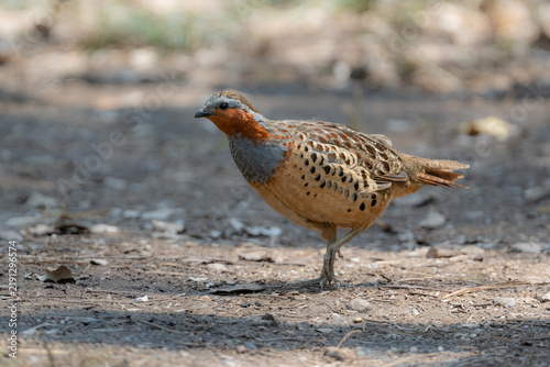 Obraz na płótnie 丸いフォルムがかわいい身近な野鳥コジュケイ。愛らしい動物コラムや日常のいやし広告に最適な写真素材