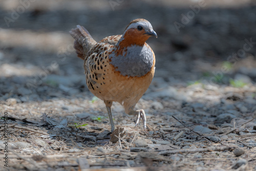 Obraz na płótnie 丸いフォルムがかわいい身近な野鳥コジュケイ。愛らしい動物コラムや日常のいやし広告に最適な写真素材