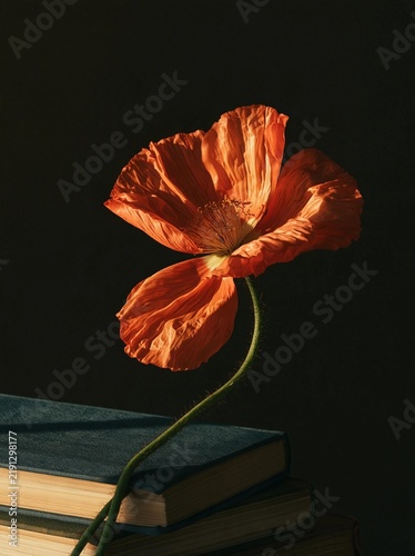 Close-up of a single orange poppy flower on top of a stack of books. the poppy is in full bloom, with its petals spread wide and its vibrant orange color standing out against the dark background.