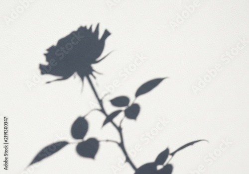 Ephemeral Bloom's Shadow Dance