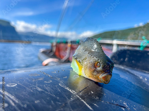 Quadro su tela Close-up of a freshly caught lumpfish resting on a wet boat deck, sparkling water droplets, vivid blue sky and fjord behind, shallow depth of field, bright natural sunlight, crisp detail