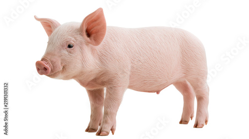 Cuadro en lienzo Young pink piglet standing in profile view