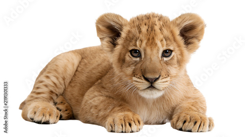 Photography Adorable young lion cub lying down with soft golden fur and alert brown eyes