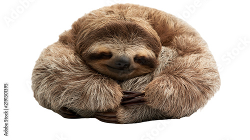 Konstfotografi Sleeping brown three-toed sloth curled into a ball