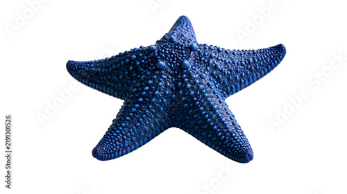 Obraz na plátne Vibrant blue starfish with textured bumpy surface and five pointed arms