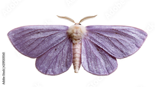 Foto Iridescent purple moth with fuzzy white thorax and delicate feathery antennae