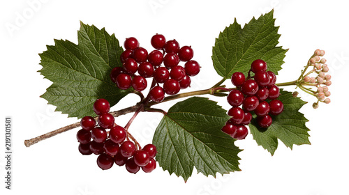 Fotografía Vibrant red viburnum berries on a branch with green serrated leaves