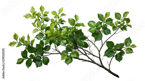 Lush green leafy tree branch with vibrant foliage and thin woody stems