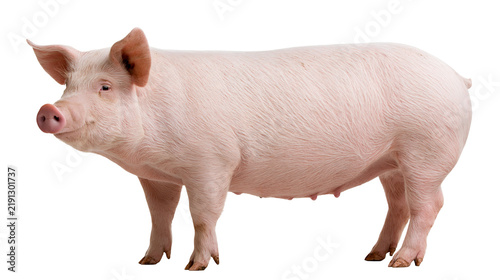 Konstfotografi Pink domestic pig standing in profile view