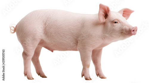Cuadro en lienzo Young pink piglet standing in profile view