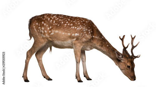 Canvastavla Spotted fallow deer buck with small antlers grazing
