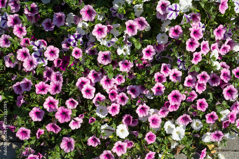 Fototapeta premium Fläche mit blühenden Petunien (Petunia), Hintergrundbild