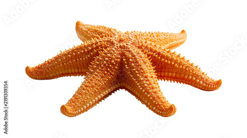 Foto Orange spiky starfish with five arms and textured surface