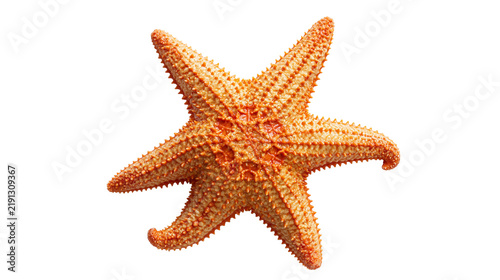 Foto Orange spiky starfish with textured surface and five arms
