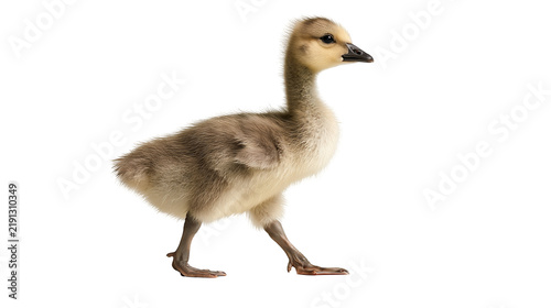 Obraz na plátně Fluffy yellow and grey gosling walking on white