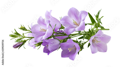 фотографія Delicate purple bellflower campanula blossoms with green stems and leaves