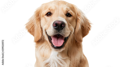 Cuadro en lienzo Happy golden retriever dog portrait with open mouth and tongue out