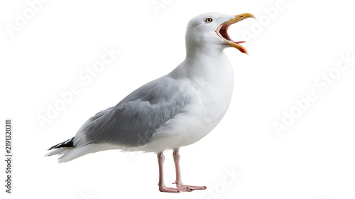 Cuadro en lienzo Herring gull standing with open beak and grey wings