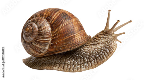 Quadro su tela Brown garden snail with spiral shell and textured skin