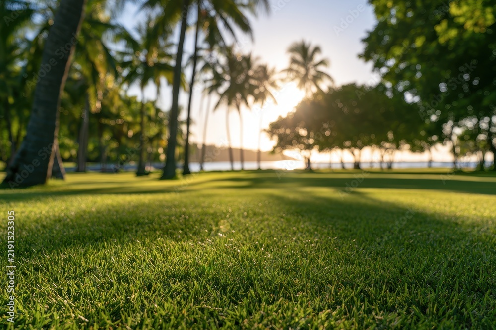 Obraz premium Green park by the beach with tropical palm trees and dreamy bokeh background