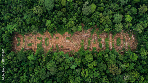Deforestation concept image. Forest destruction.