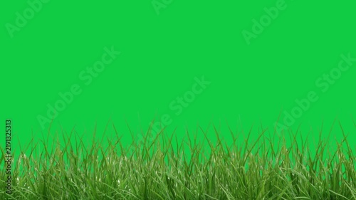 Green Grass Field Swaying in the Wind with Chroma Key Green Screen Background
