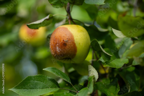Obraz na płótnie Partially rotted apple attached to a branch with raised deposits on damaged tiss