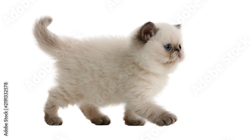 Quadro su tela Fluffy Himalayan kitten with blue eyes walking