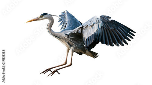 Cuadro en lienzo Grey heron bird in flight with wings spread wide and long sharp yellow beak