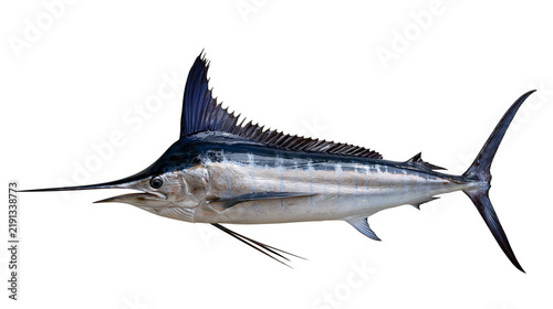Large blue marlin fish with long pointed bill and dorsal fin