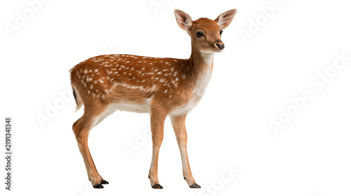 Foto Young spotted fallow deer fawn standing in profile