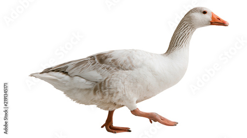 Cuadro en lienzo Walking white goose with grey feathers and orange beak