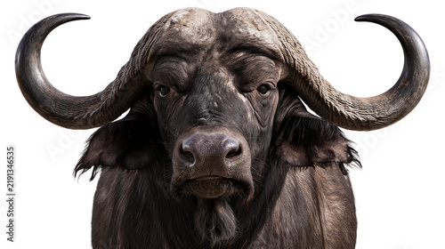 Photography Close up portrait of an African buffalo with large curved horns
