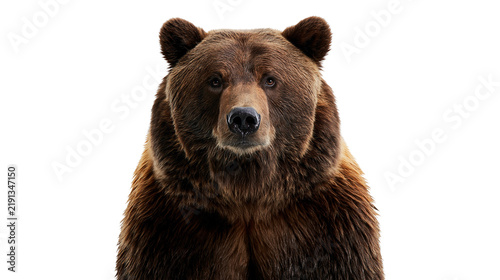 Foto Large brown grizzly bear portrait with thick fur and intense gaze