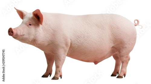 Fotografía Large pink domestic pig standing in profile view