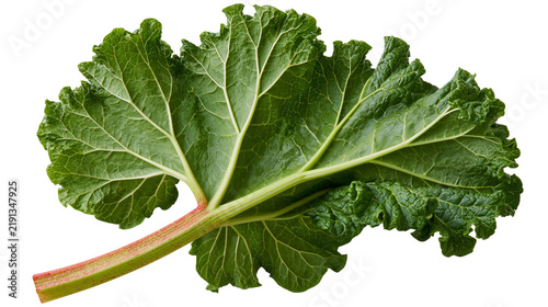 Foto Fresh green rhubarb leaf with thick fibrous stalk and prominent veins