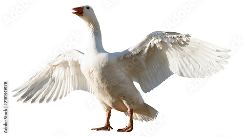 Quadro su tela White goose with spread wings and open beak standing