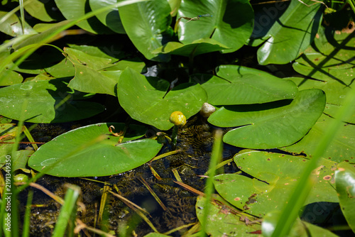 Canvastavla Close-up view of vibrant green water lily pads floating peacefully on a pond sur