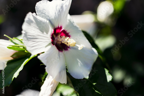 Detailed close-up shot of a blooming white hibiscus flower with a dark center