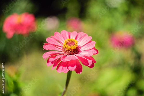 Close-up of a vibrant pink zinnia flower blooming in a sunny garden