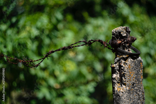 Fotografie Close-up view of rusty barbed wire attached to an old concrete fence post