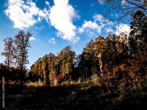 Autumnal forest in sunny day.