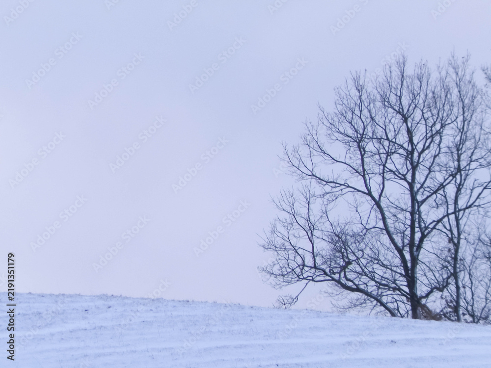 Fototapeta premium Naked trees and meadows covered with snow. Beautiful nature of northern Poland in winter.