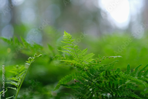 Foto Fresh green fern with delicate feathery fronds; crisp leaf texture and soft blurred background ideal for botanical, eco and nature‑themed visuals