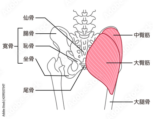 Plakat 大臀筋と中臀筋 骨盤周辺の骨 股関節