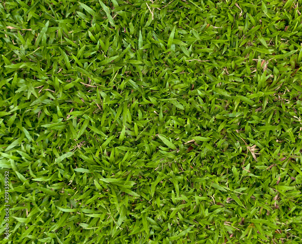 Obraz premium Top view texture of vibrant green lawn grass