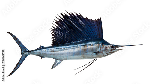 Obraz na plátně Atlantic sailfish with large dorsal fin and long pointed bill