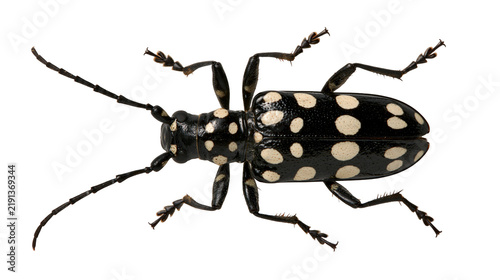 Quadro su tela Black longhorn beetle with white spots and long antennae