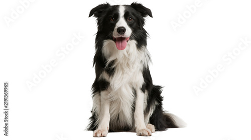 Foto Black and white Border Collie dog sitting with tongue out